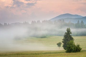 Sloveense hooiweide in de mist von Stijn Smits
