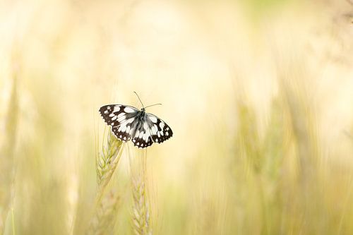 Dambordje op het koren