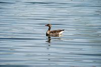 Gans im Wasser