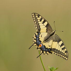 Swallowtail in beautiful light by Remco Van Daalen