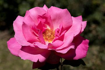 een roze roos met gele stampers van W J Kok