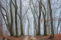 Geheimzinnig woud van Cor de Hamer thumbnail