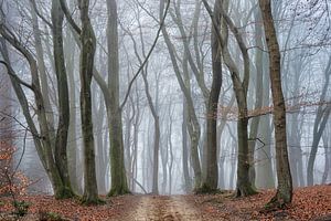 Mysteriöser Wald