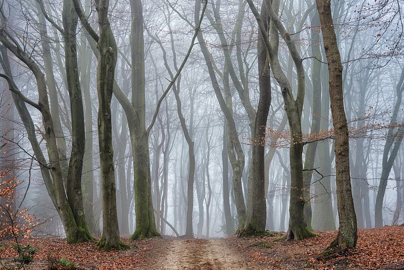 Geheimzinnig woud van Cor de Hamer
