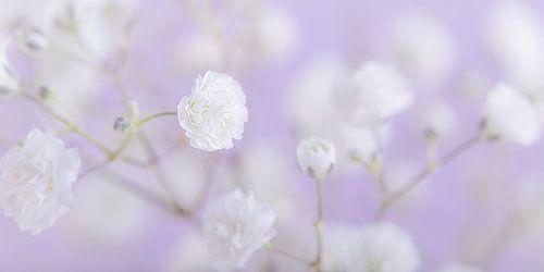 Panorama van Gipskruid