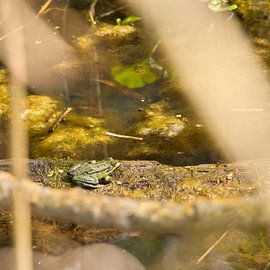 Green frog in De Biesbosch by Erika van Elst