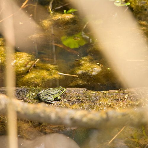 Groene kikker in De Biesbosch
