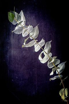 Eucalyptus van Kirsten Dittmar