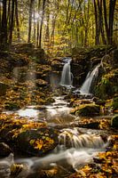 Golden autumn