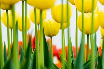 Gelbe Tulpen, schöne Nahaufnahme