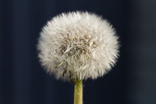 Paardenbloem (pluisbloem)