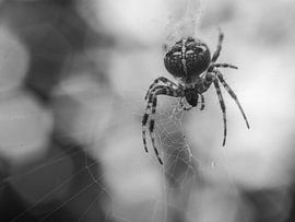 The spider by Mr White Takes Pictures