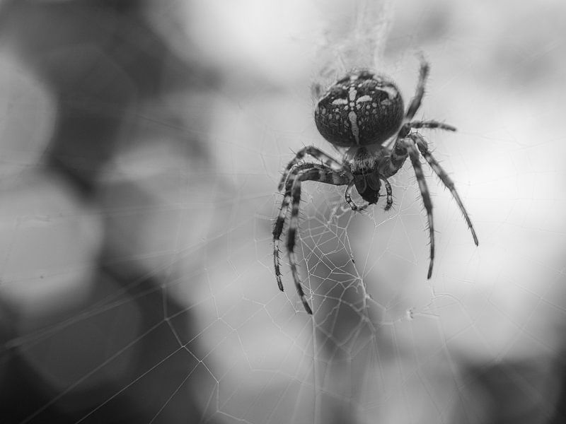 Die Spinne von Mr White Takes Pictures