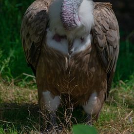 eagle by Claudia Bouman