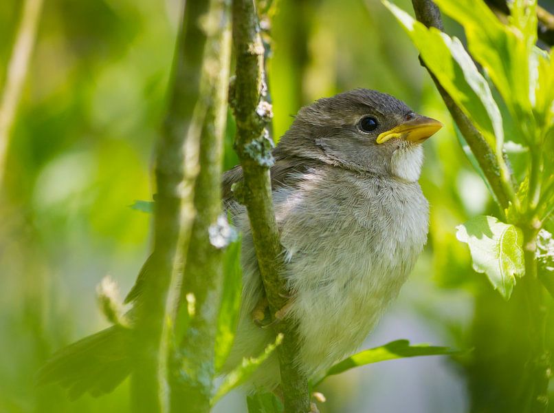 sparrow by ton vogels