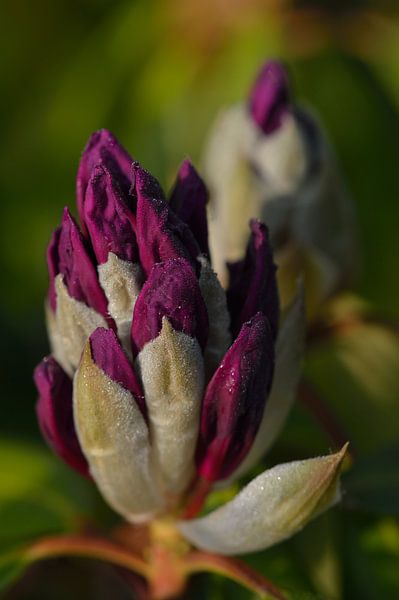 Macro rhododendron purple flower bud by Jeffry Clemens