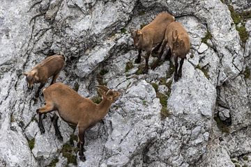 Stone fawns in the Alps