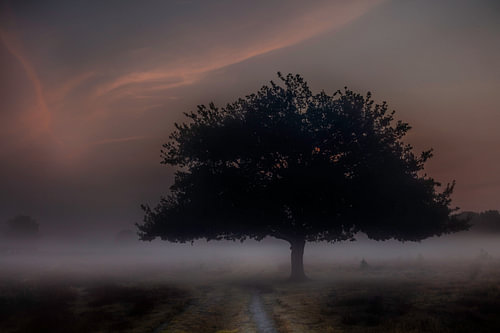 Morning mists