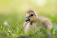 Küken im Gras