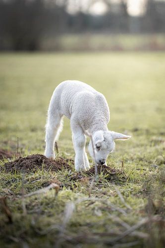 Agneau dans un champ