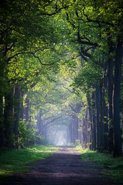 Wald in Bergen op Zoom von Samantha Rorijs