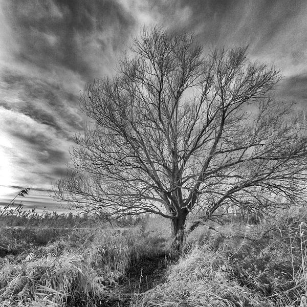 Einsamer Baum von Ad Van Koppen Fotografie
