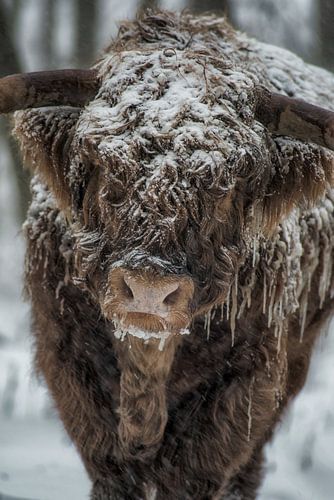 schotse hoogland koe in de winter