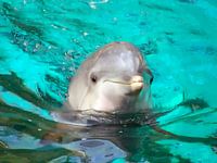 Delfin