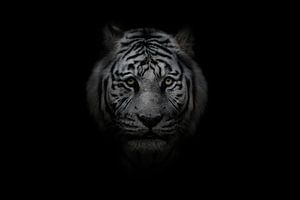 Weißer bengalischer Tiger auf schwarzem Hintergrund von Leon Brouwer