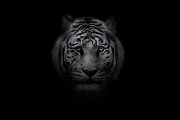 Witte bengaalse tijger op zwarte achtergrond van Leon Brouwer