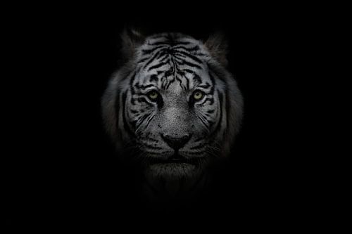 White bengal tiger on black background
