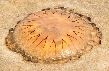 Jellyfish, so beautiful by Natuurpracht   Kees Doornenbal