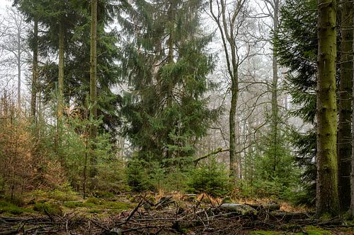 Bos in lichte mist