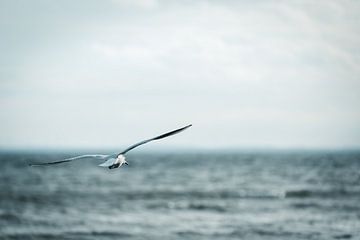 Baltic Sea Gull by Pitkovskiy Photography|ART