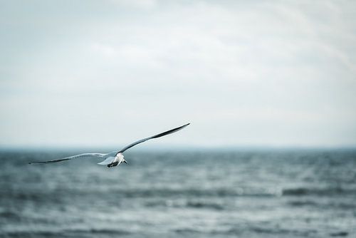Baltic Sea Gull