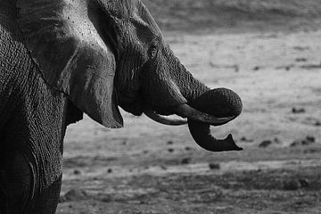 Curl in the trunk of an elephant