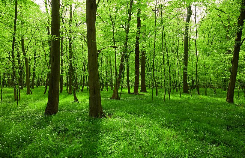 Spring Forest by Bo Valentino
