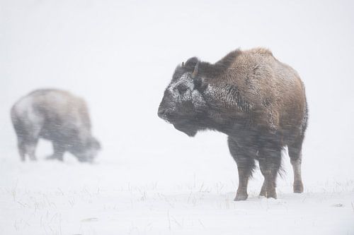 Des bisons d'Amérique (Bison bison) défient un blizzard, dans une tempête de neige, animaux sauvages