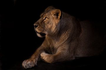 Een leeuwin kan imposant liggen in de nachtelijke duisternis, de rest van een mooi beest. van Michael Semenov