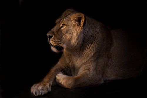 A lioness can imposingly lies in the night darkness, the rest of a beautiful beast.
