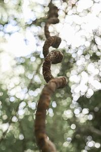 La bataille de la forêt tropicale sur DsDuppenPhotography