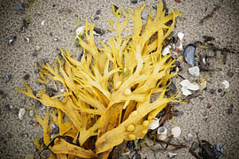 Seaweed