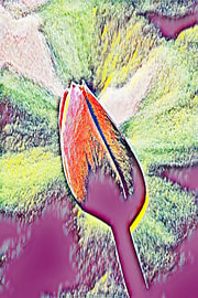 The Awakening of the Bud by Alberé de Ville