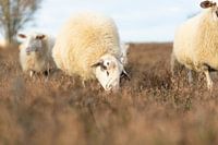 graze