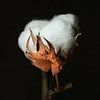 cotton lint by Saskia Schotanus