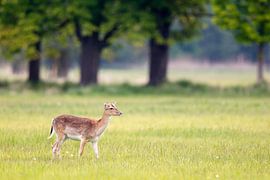 Damhirsch (Dama dama) von Dirk Rüter
