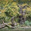 Alter Baum - Buche im Hutewald von Jürgen Schmittdiel Photography