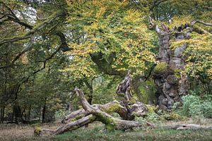 Alter Baum - Buche im Hutewald