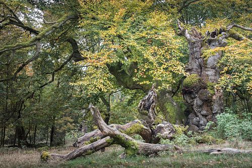 Oude boom - beuk in het Hutewald van Jürgen Schmittdiel Photography