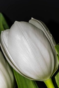 close up witte tulp van Aan Kant